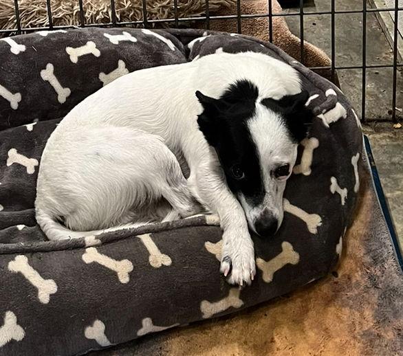 Enlarge Uno *, a Adoptable mixed breed in Columbia, TN image 2/3