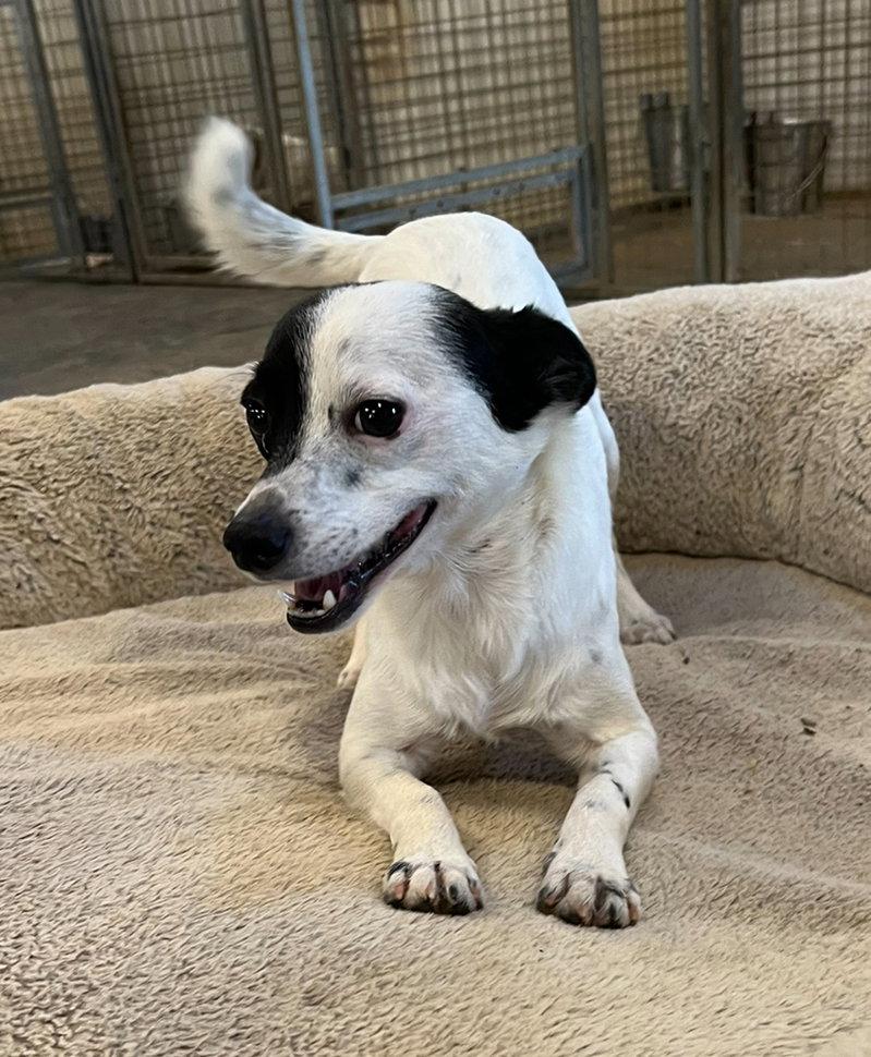 Enlarge Uno *, a Adoptable mixed breed in Columbia, TN image 1/3