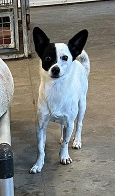 Enlarge Uno *, a Adoptable mixed breed in Columbia, TN image 3/3