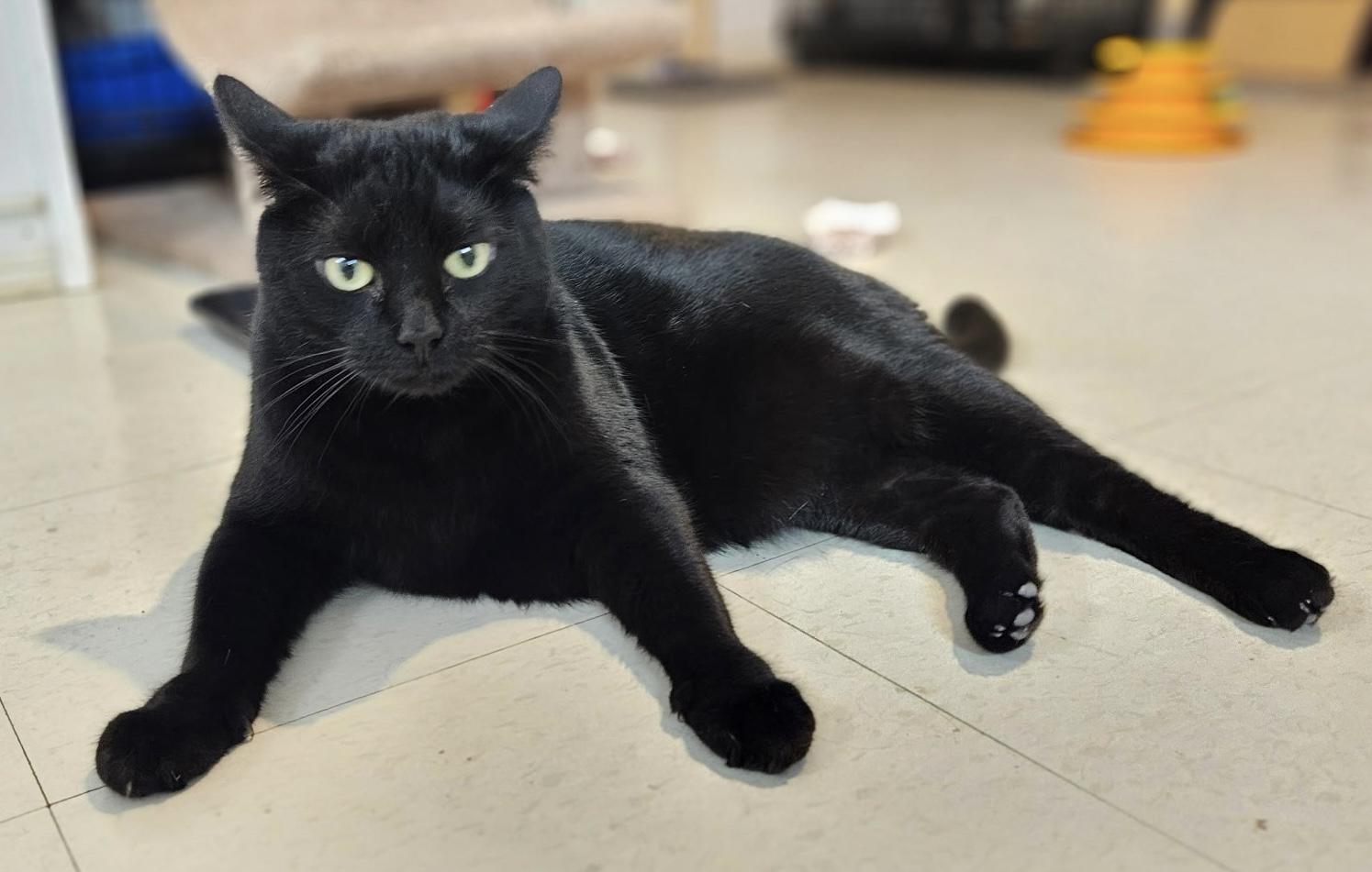 Elvis, an adoptable Domestic Short Hair in Colonia, NJ image 2/3