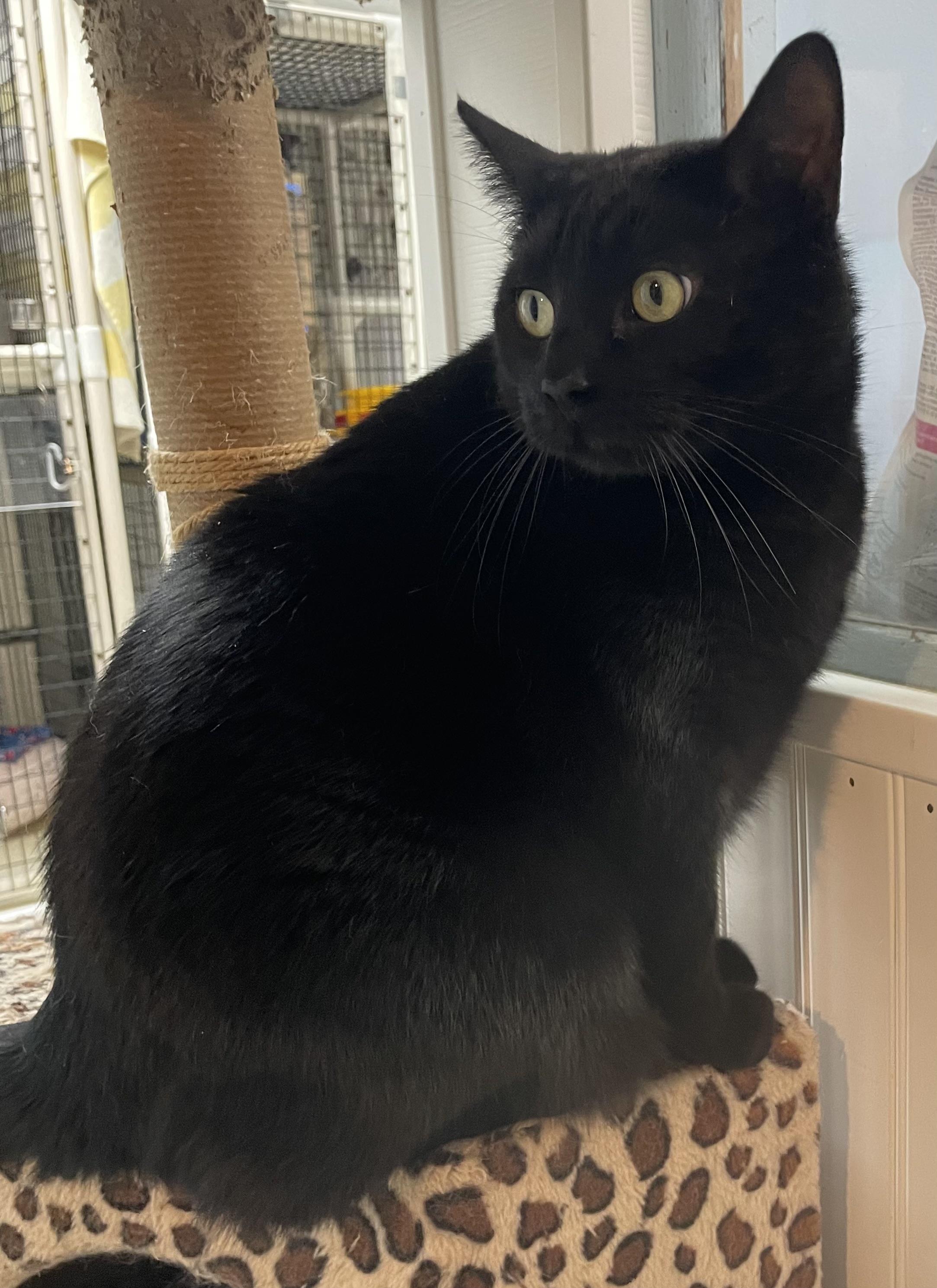 Elvis, an adoptable Domestic Short Hair in Colonia, NJ image 3/3