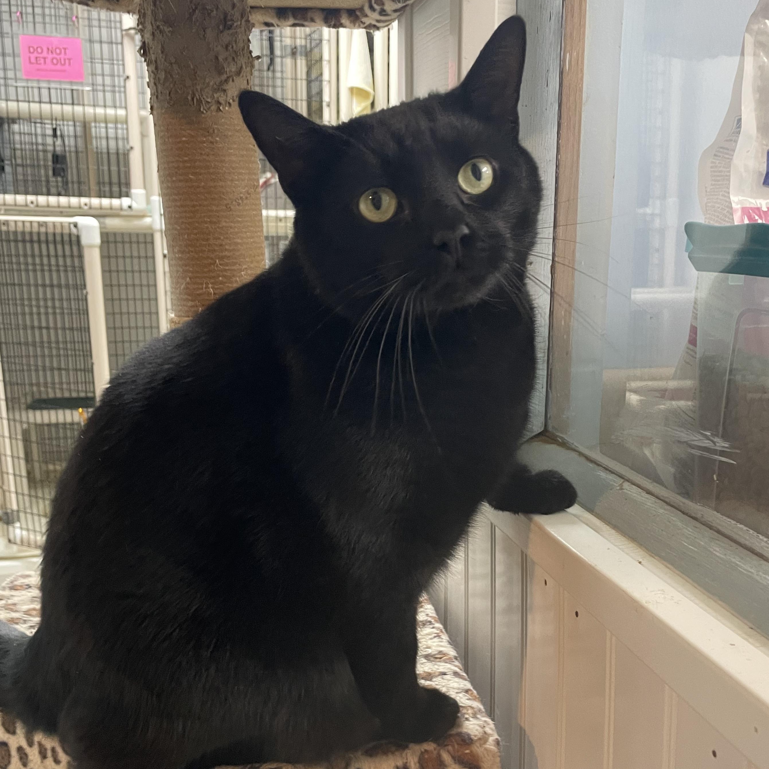 Elvis, an adoptable Domestic Short Hair in Colonia, NJ image 1/3