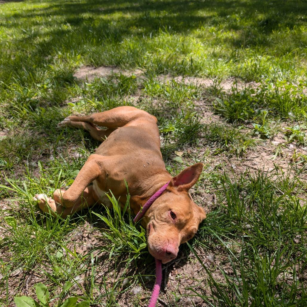 Enlarge Lilly, a Adoptable Pit Bull Terrier in Manhattan, KS image 1/3
