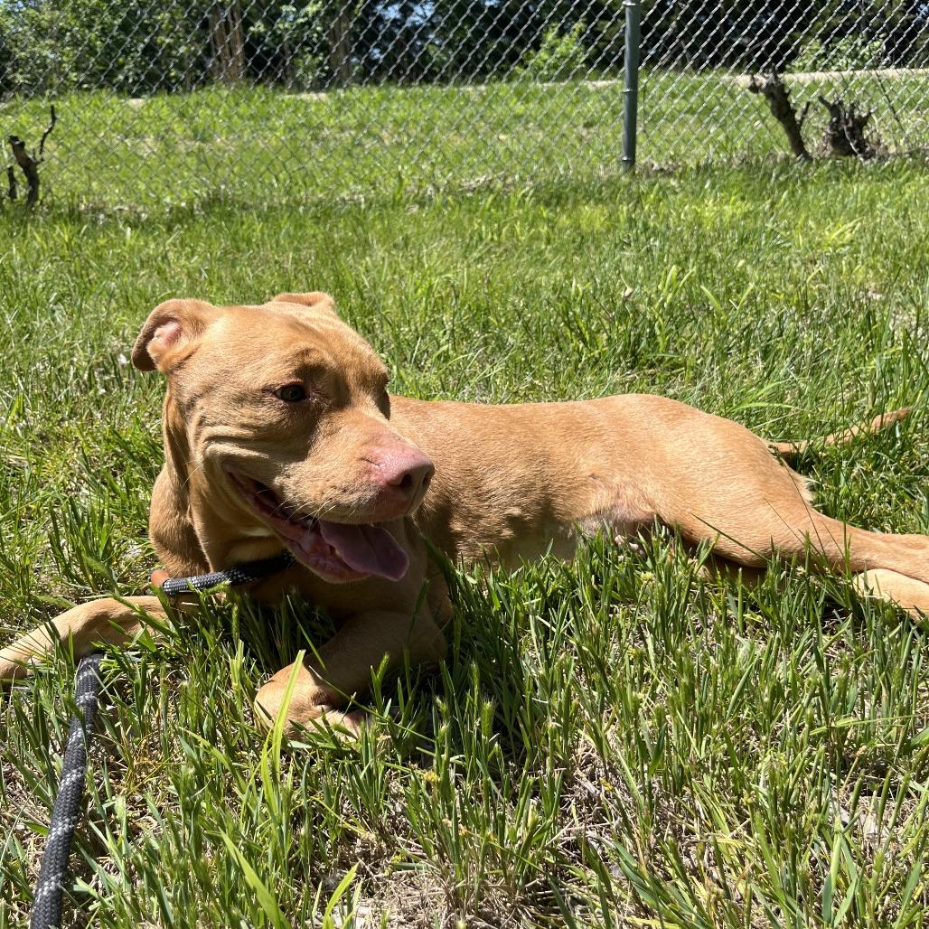 Enlarge Lilly, a Adoptable Pit Bull Terrier in Manhattan, KS image 2/3