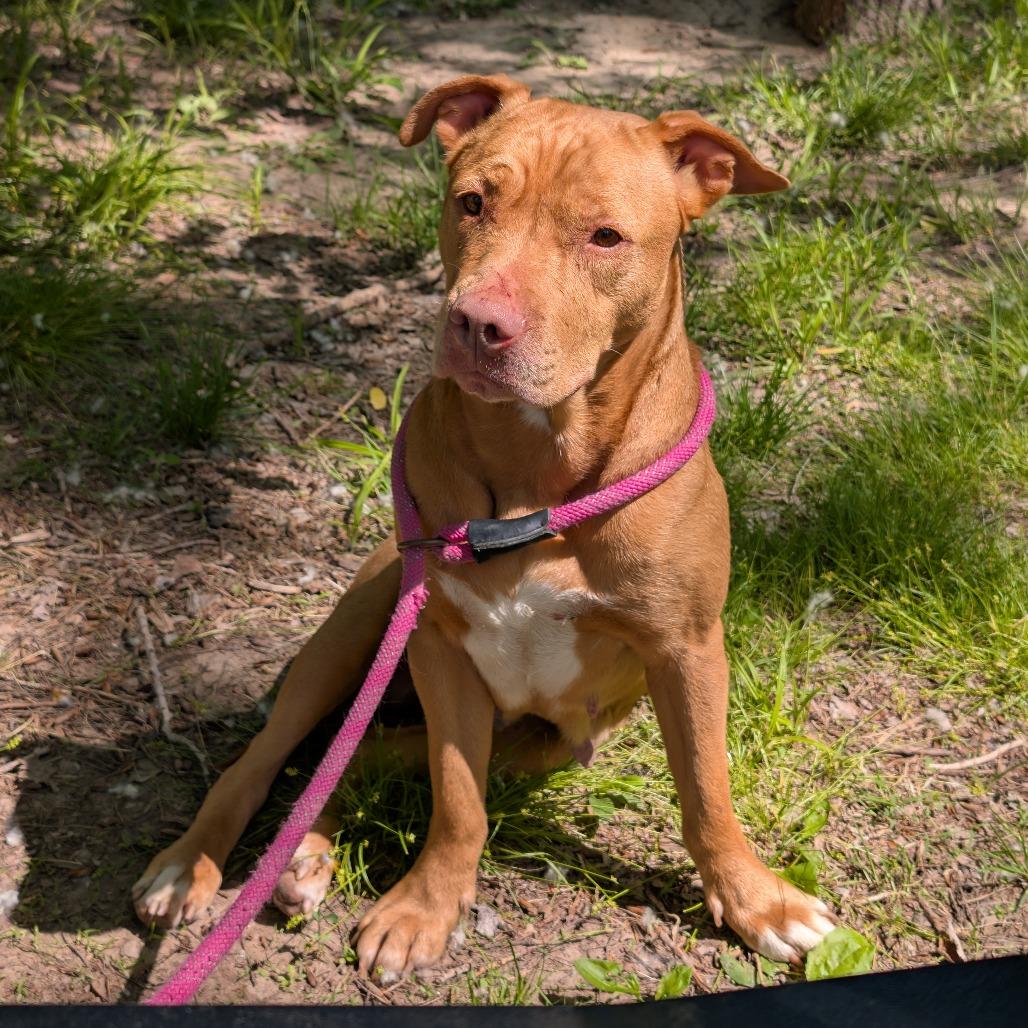 Enlarge Lilly, a Adoptable Pit Bull Terrier in Manhattan, KS image 3/3