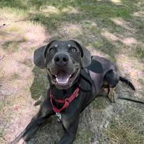 Enlarge Muddy, a Adopted mixed breed in Liverpool, NY image 2/2