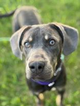 Muddy, ADOPTABLE, Adult Male Hound & Weimaraner.