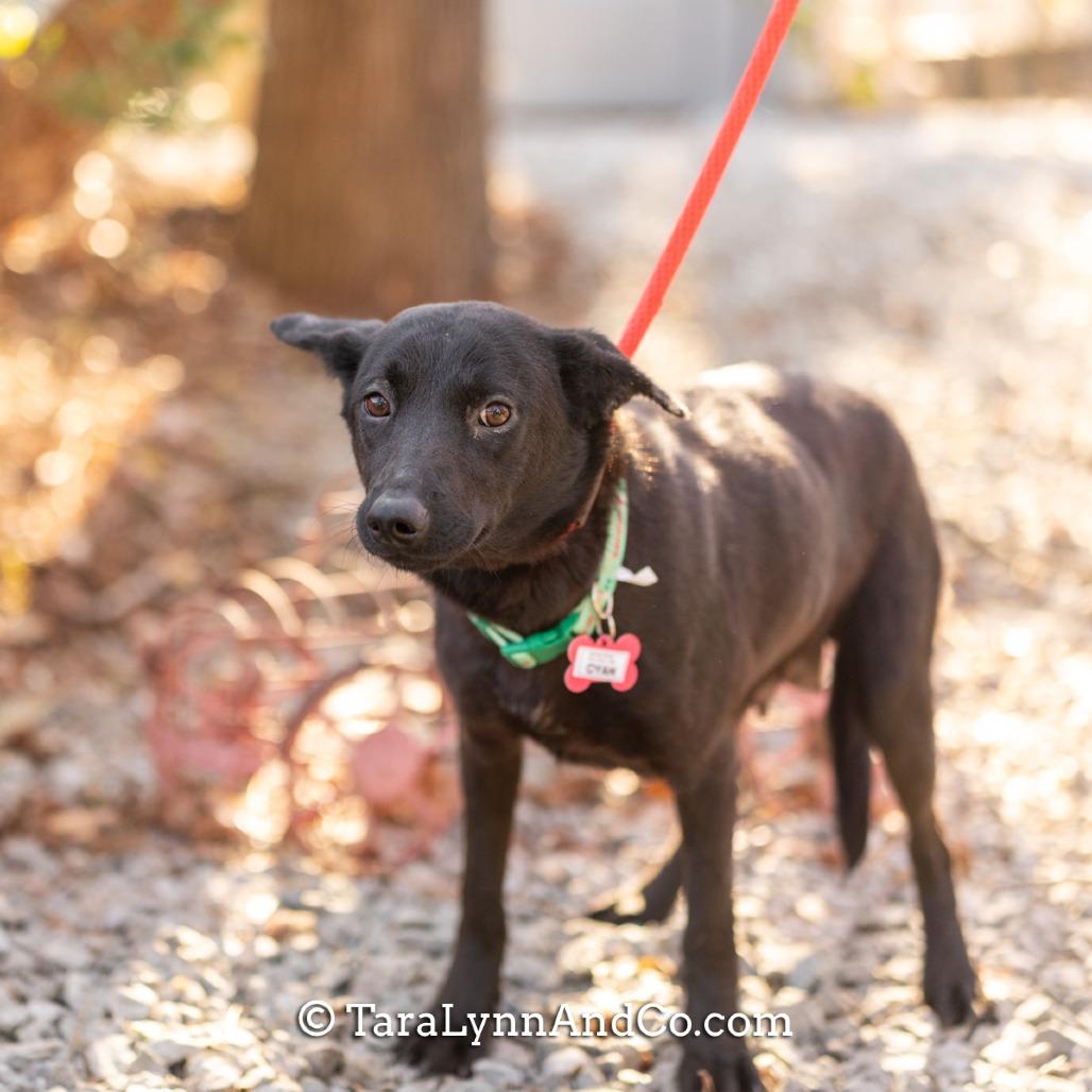 Enlarge Cyan, a Adoptable Shepherd in Wake Forest, NC image 1/6