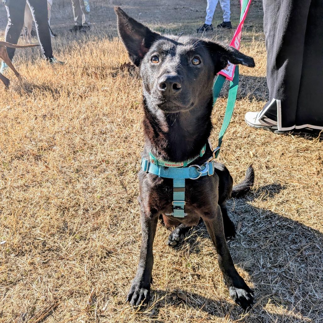 Enlarge Cyan, a Adoptable Shepherd in Wake Forest, NC image 2/6