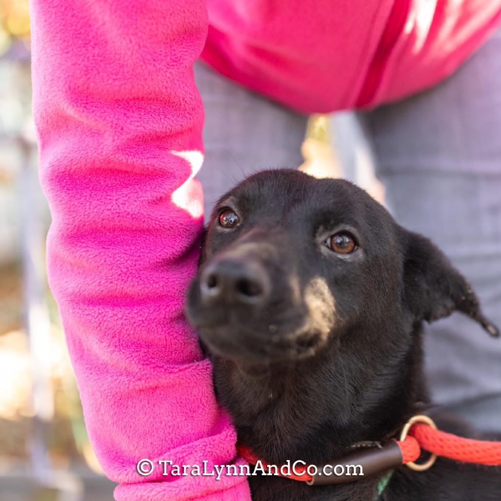 Enlarge Cyan, a Adoptable Shepherd in Wake Forest, NC image 3/6