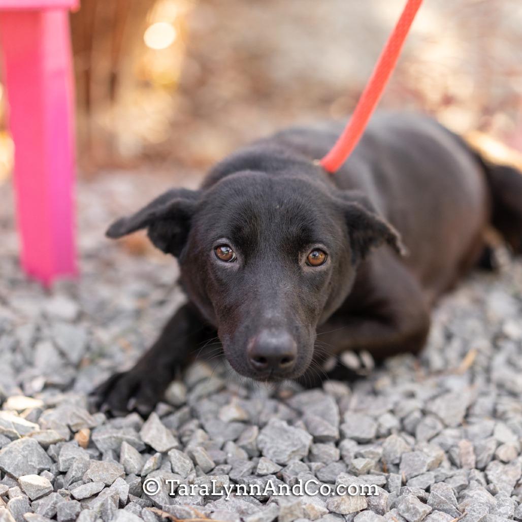 Enlarge Cyan, a Adoptable Shepherd in Wake Forest, NC image 4/6