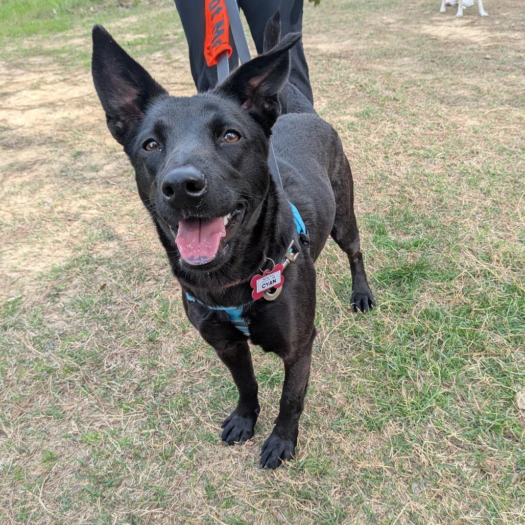 Enlarge Cyan, a Adoptable Shepherd in Wake Forest, NC image 5/6