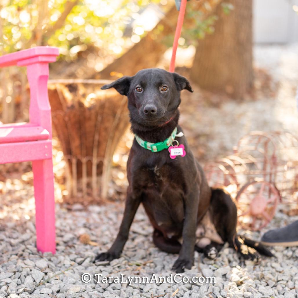 Enlarge Cyan, a Adoptable Shepherd in Wake Forest, NC image 6/6