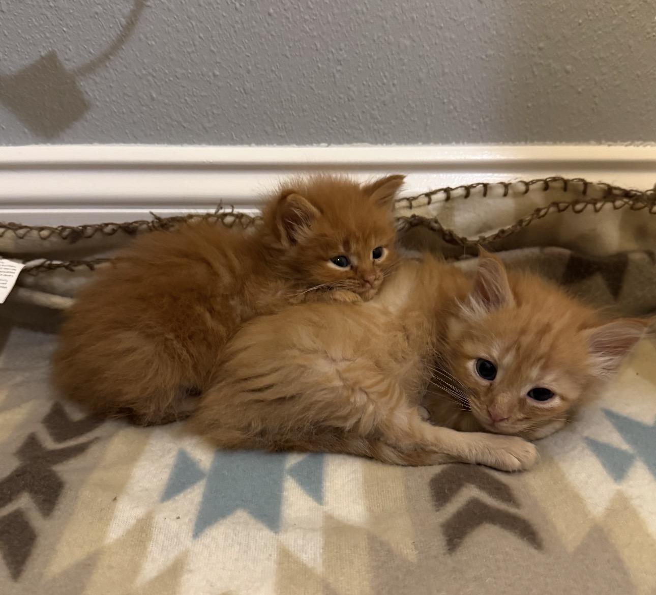 Pascal, ADOPTABLE, Kitten Male Domestic Long Hair.