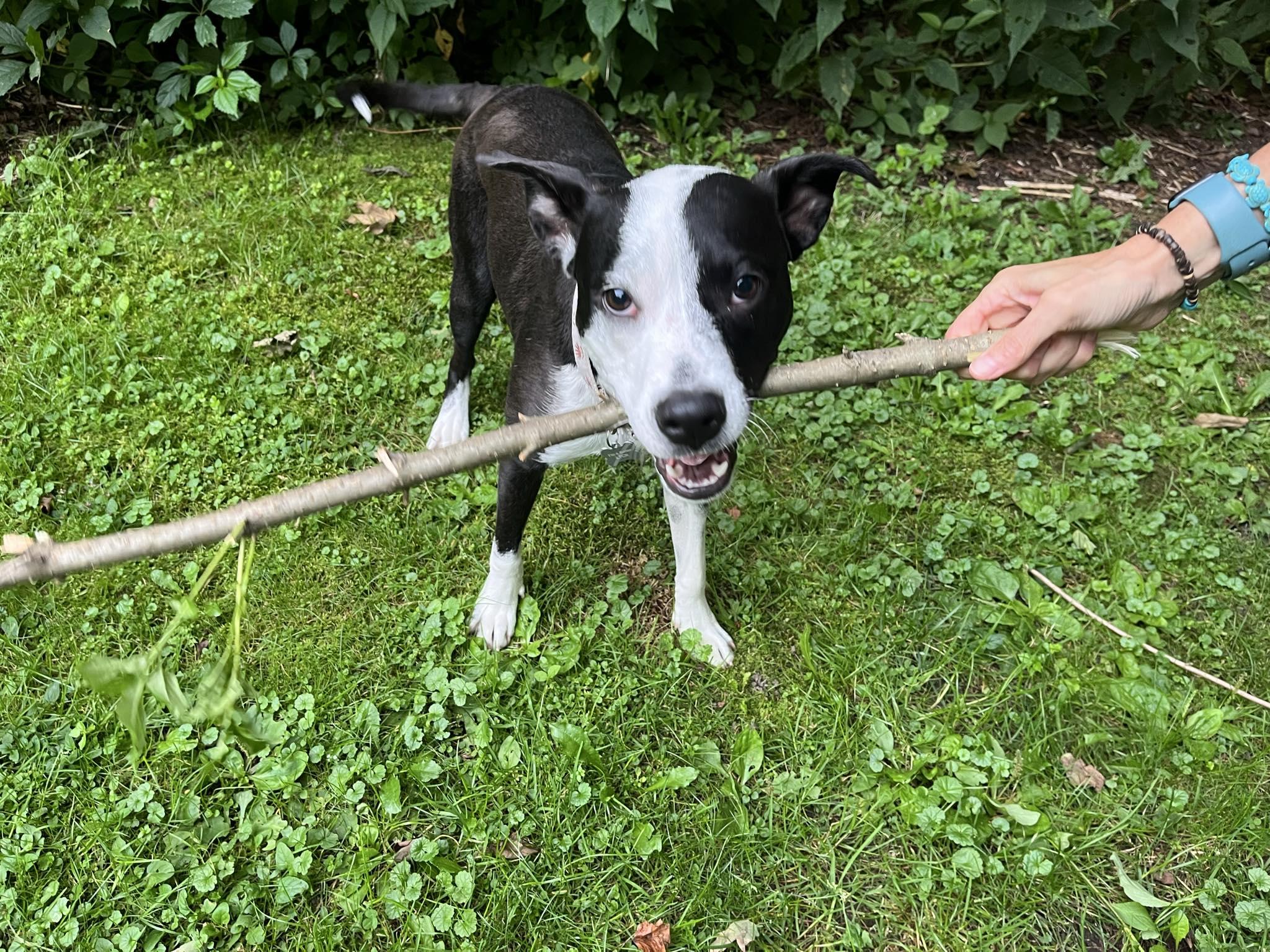 Apple, an adoptable Terrier in Essex Junction, VT, 05452 | Photo Image 6
