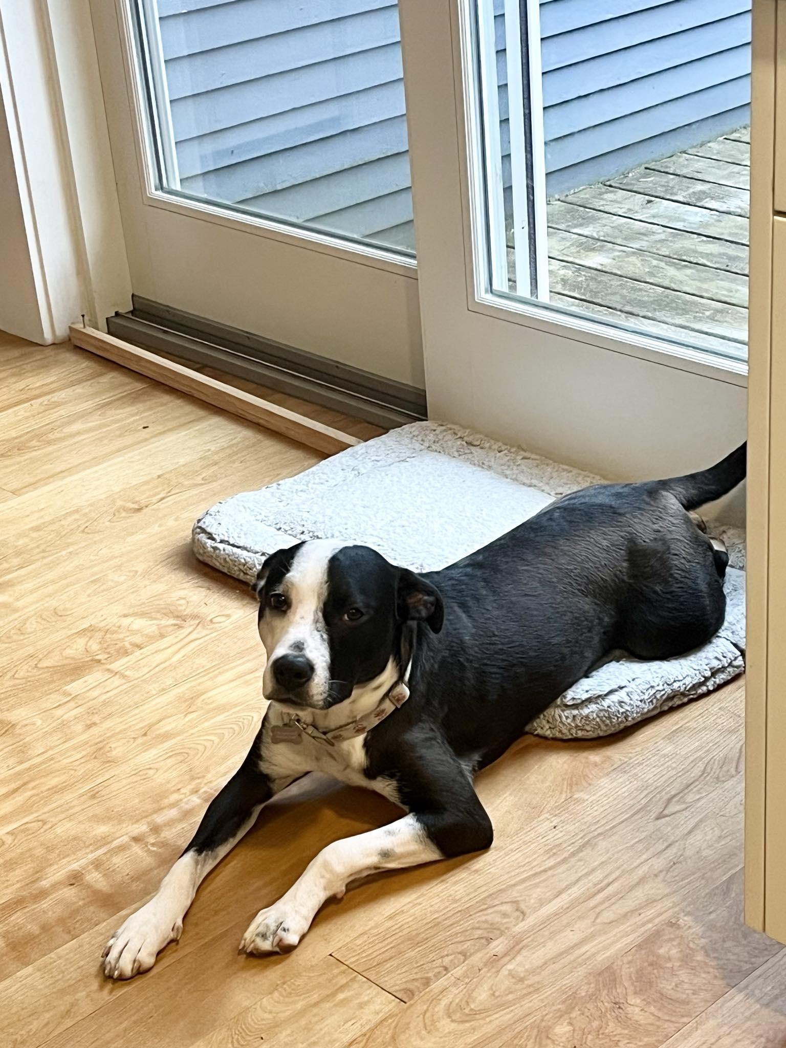 Apple, an adoptable Terrier in Essex Junction, VT, 05452 | Photo Image 2
