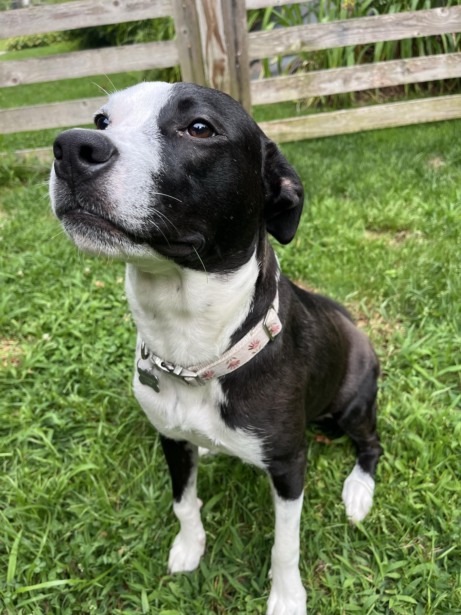 Apple, an adoptable Terrier in Essex Junction, VT, 05452 | Photo Image 4