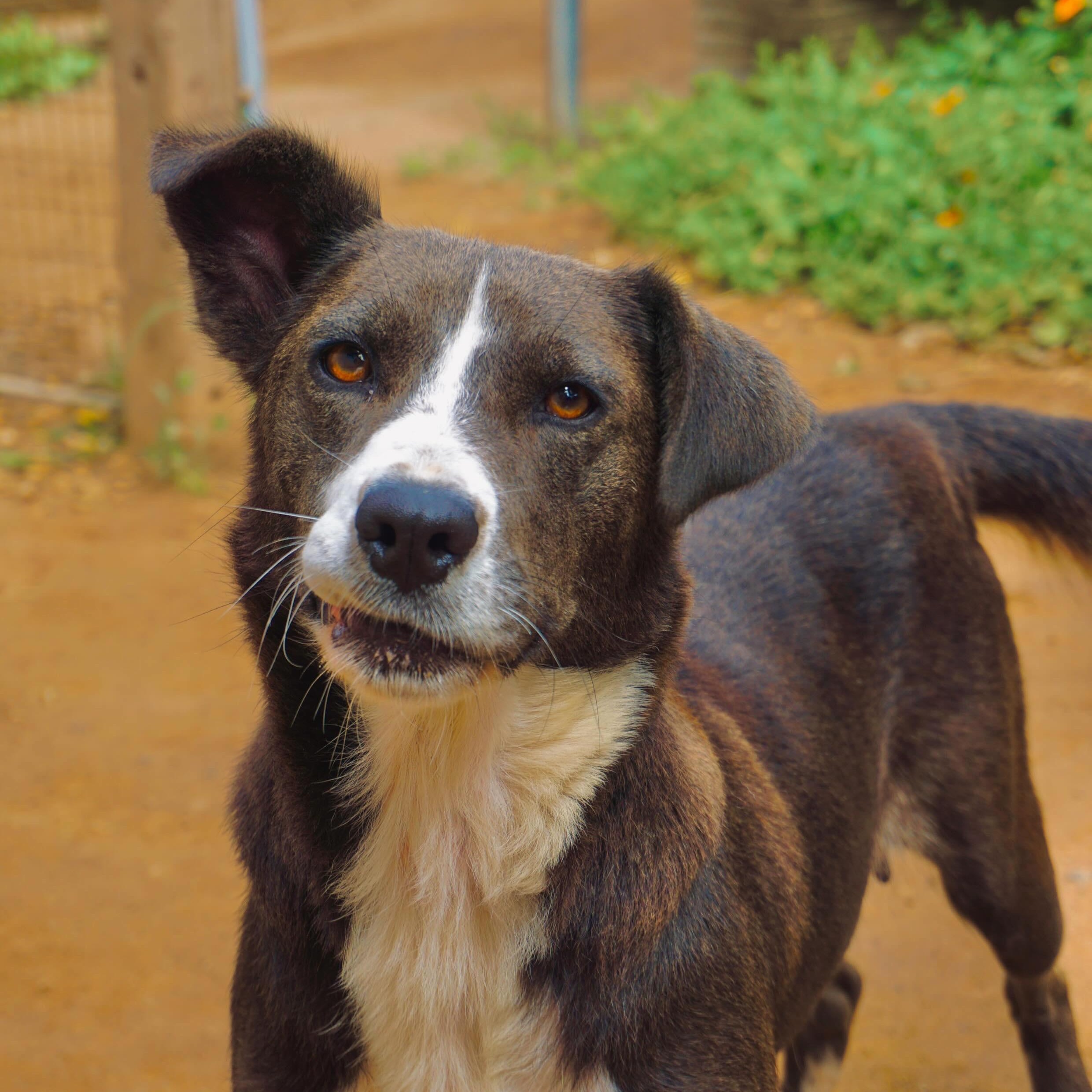Fish, Adoptable, Adult Female Australian Shepherd & Labrador Retriever.