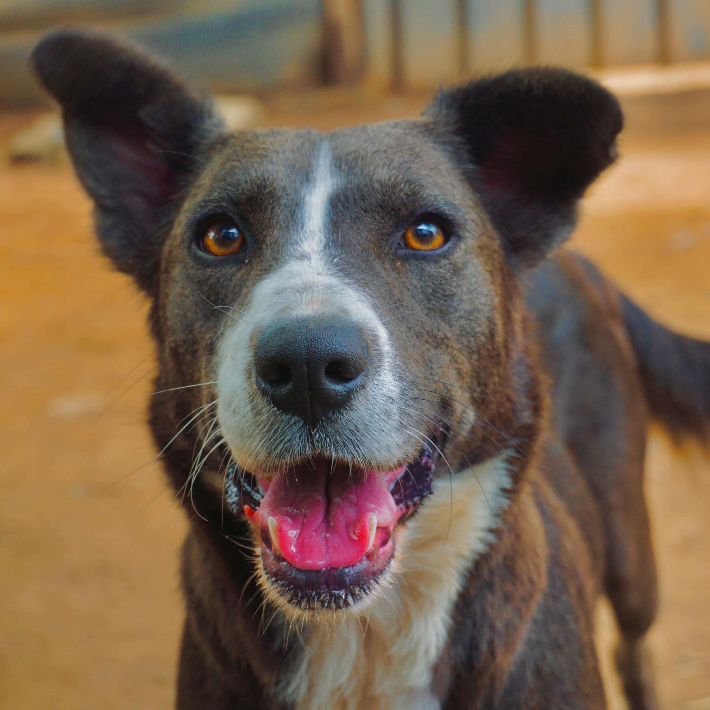 Enlarge Fish, a Adoptable mixed breed in San Diego, CA image 2/2