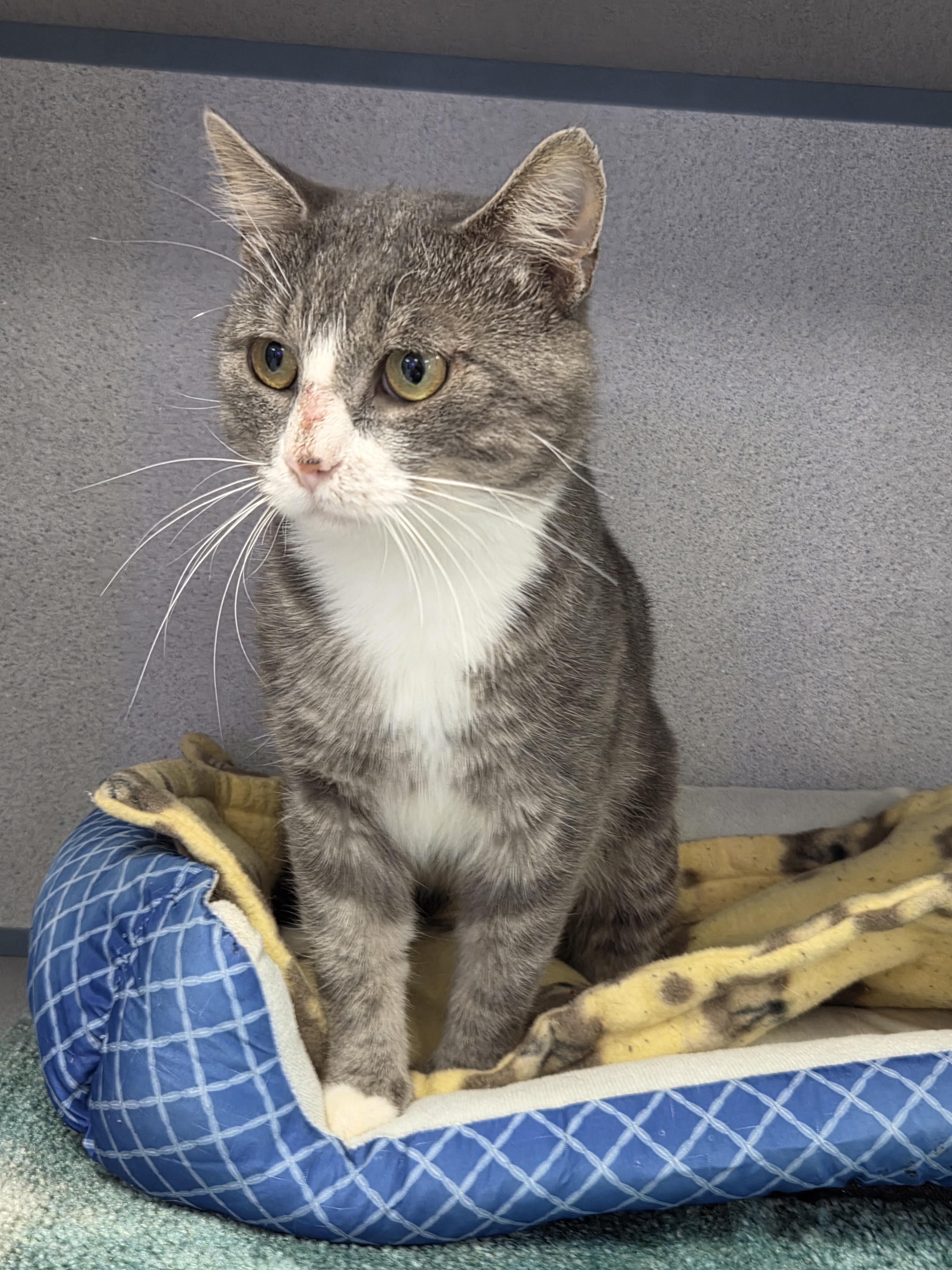 Tony, a ADOPTABLE Domestic Short Hair in Bardstown, KY image 2/2