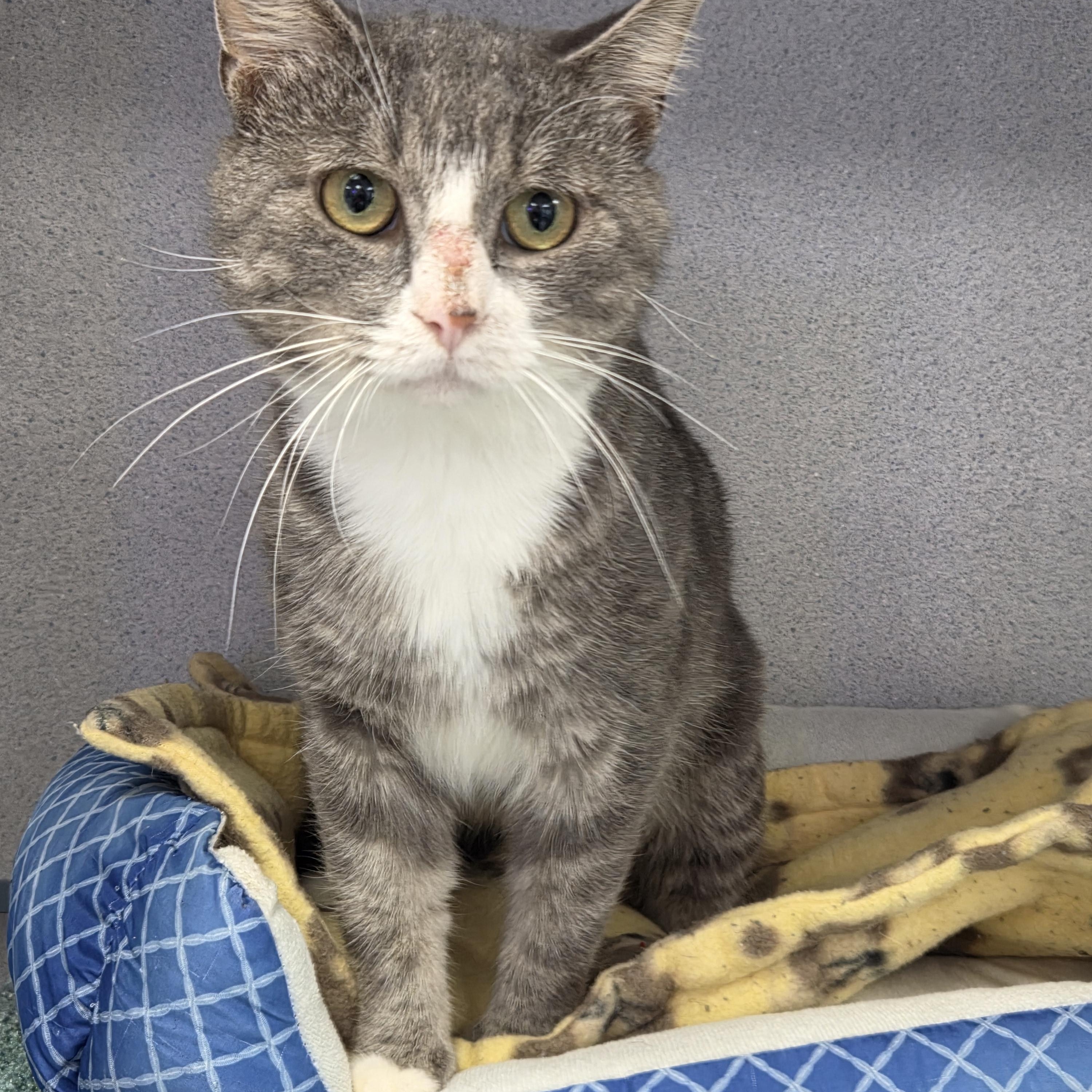 Tony, ADOPTABLE, Adult Male Domestic Short Hair.