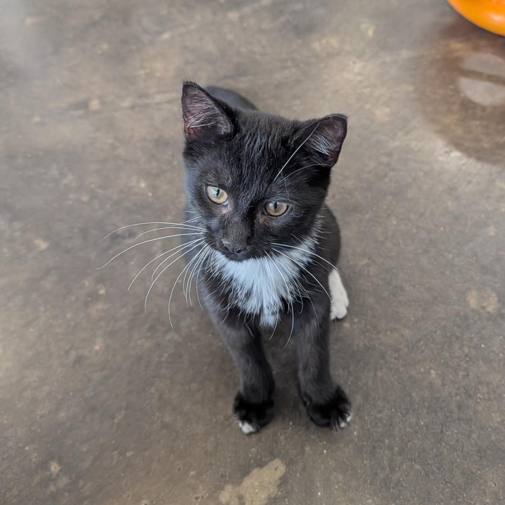 Enlarge Dexter, a Adoptable mixed breed in Tylertown, MS image 1/2