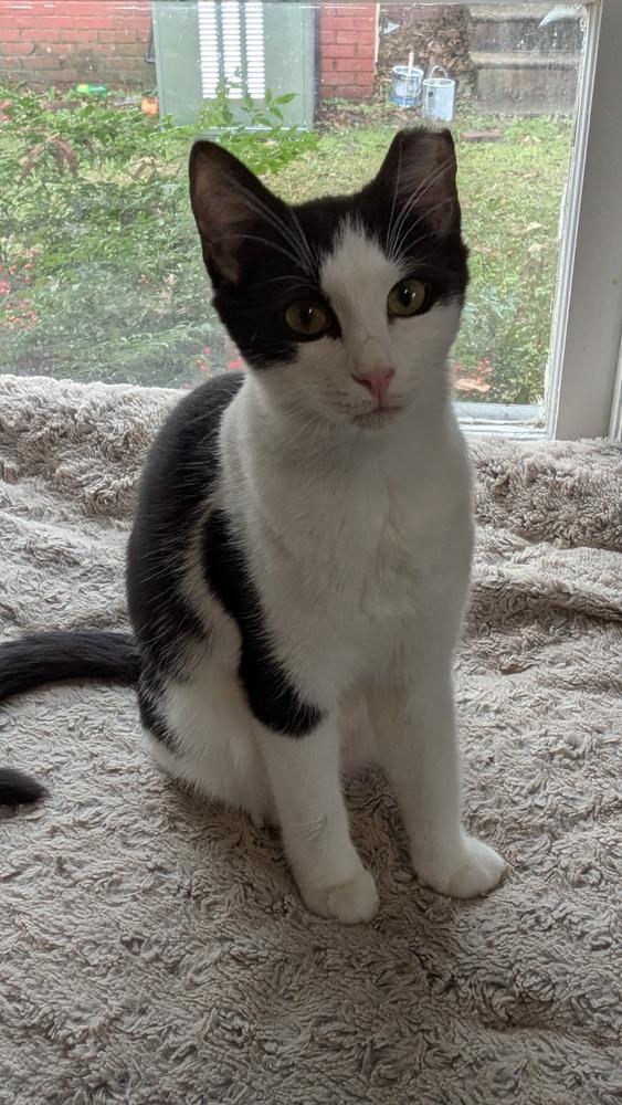 Enlarge Banderas, a Adoptable Domestic Short Hair in Salisbury, NC image 1/1