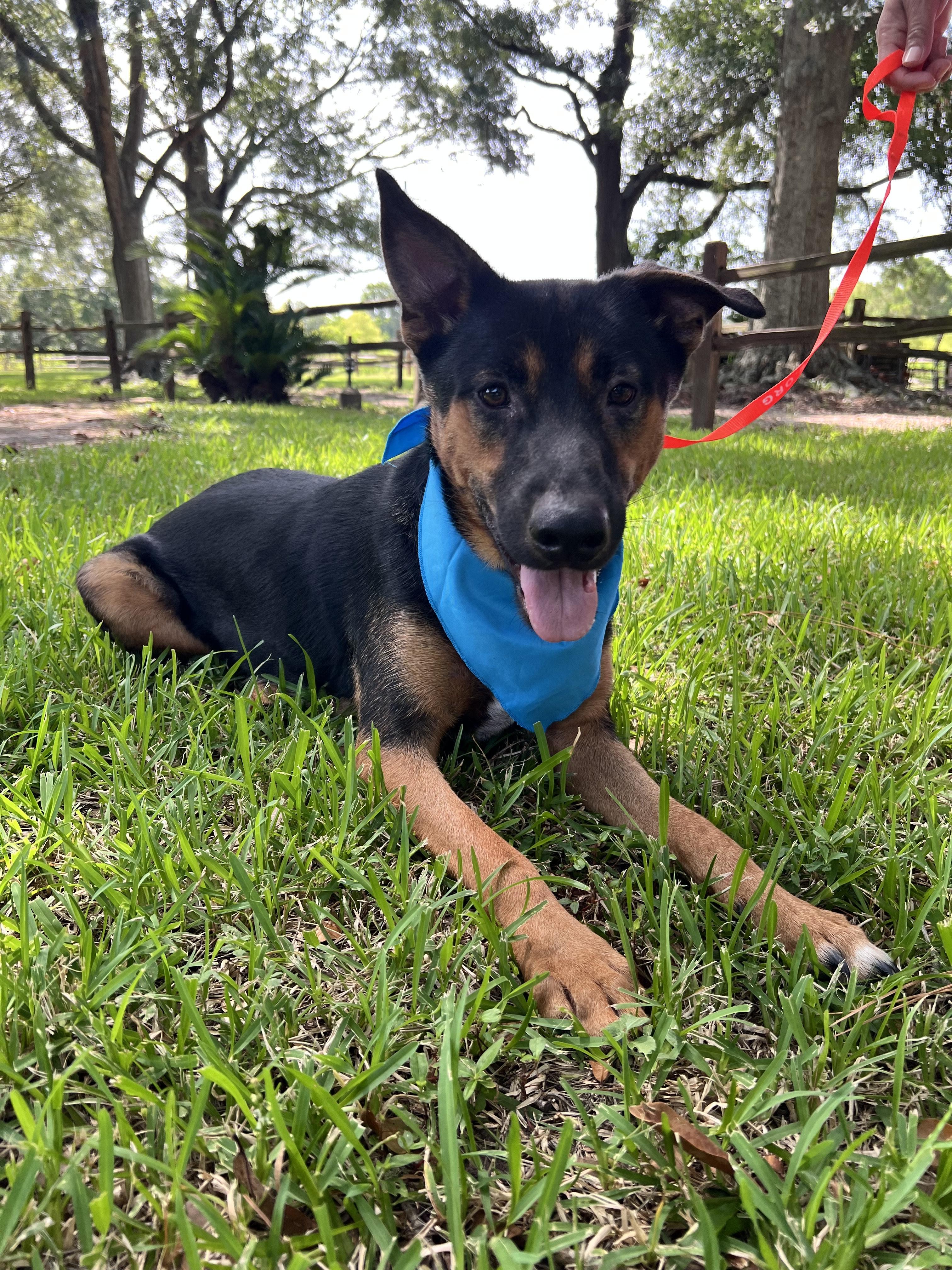 Buddy, an adoptable German Shepherd Dog, Labrador Retriever in boise, ID, 83716 | Photo Image 1