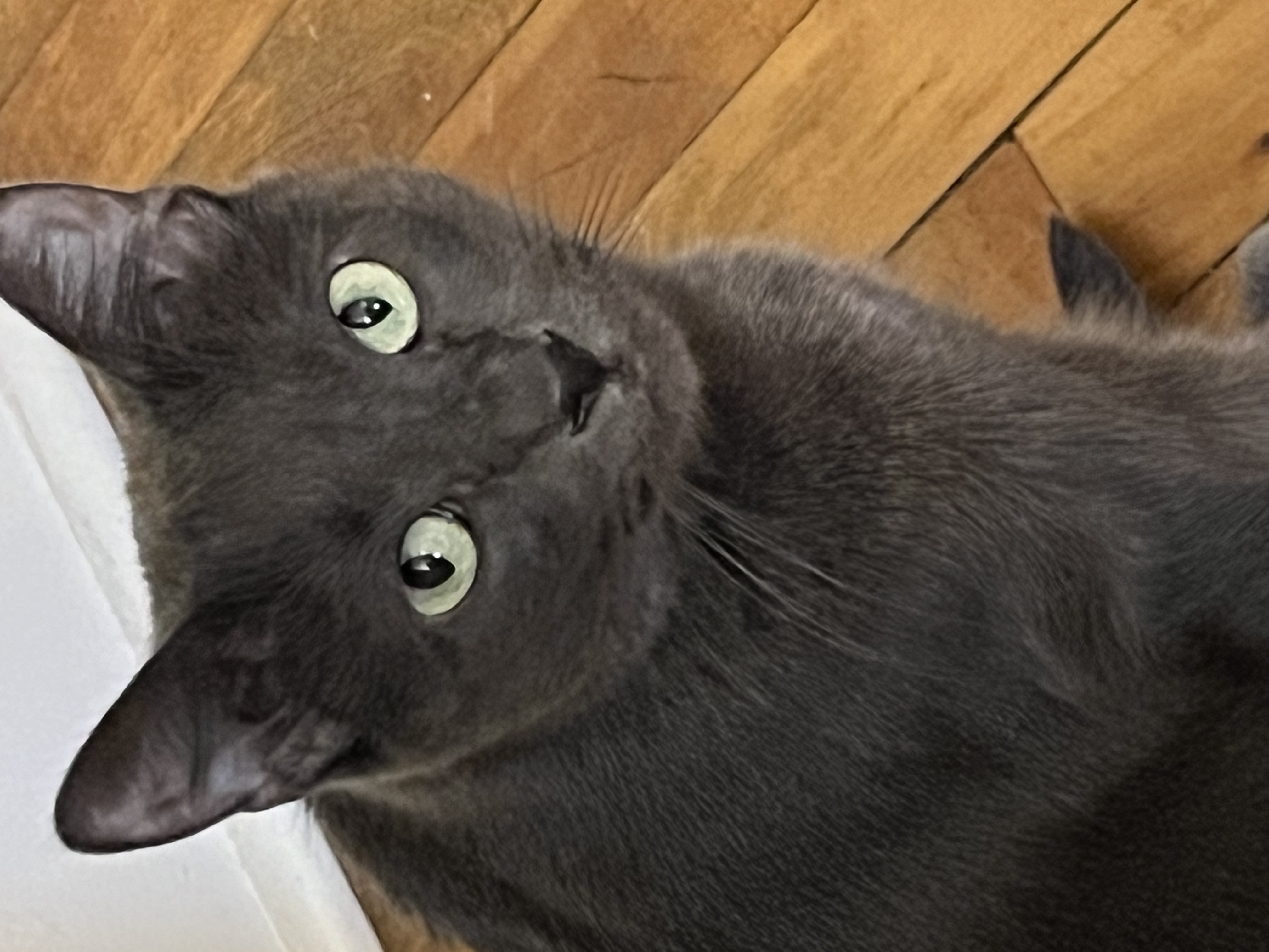 Sarah, Adult Female Domestic Short Hair