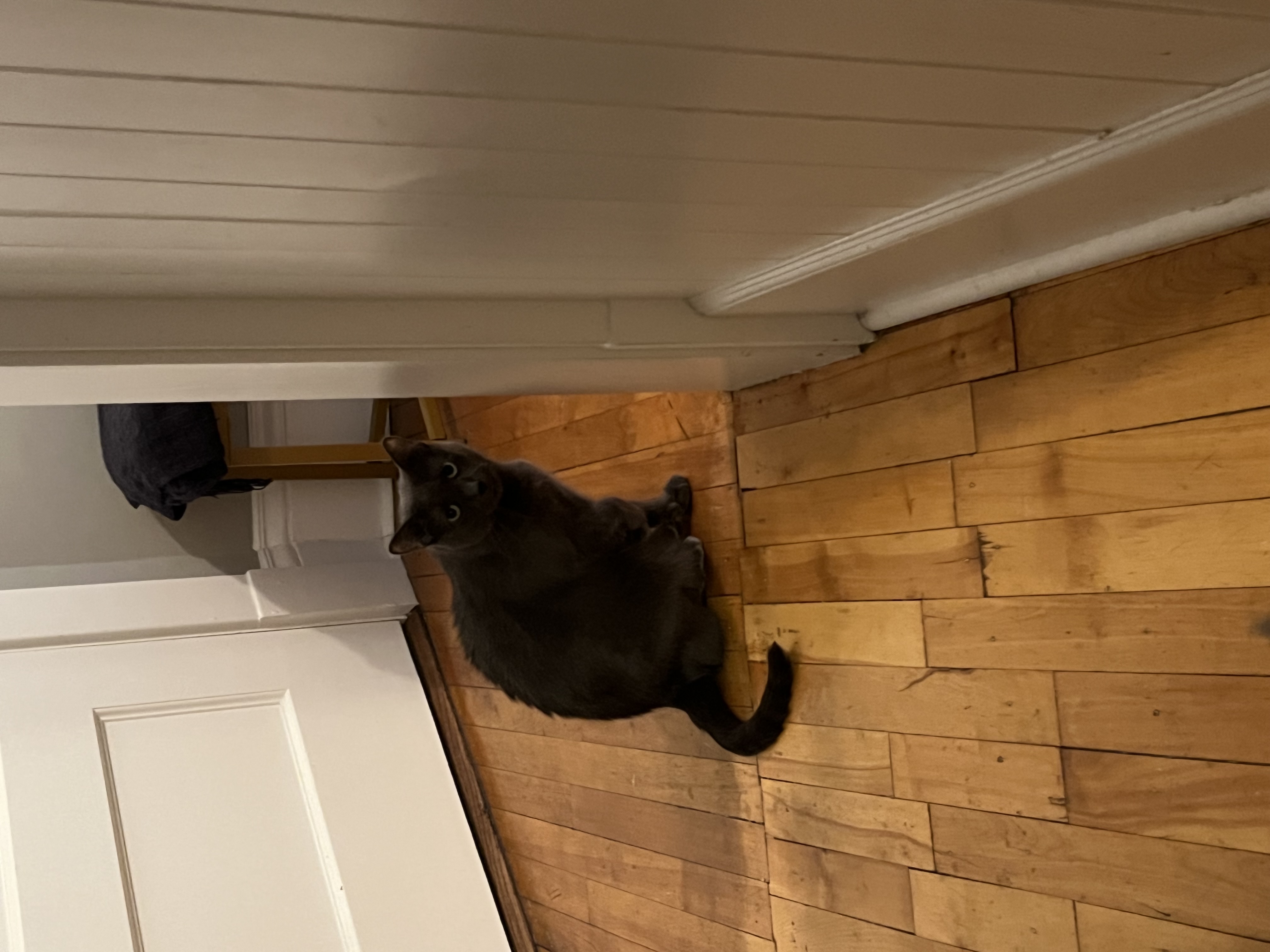 Sarah, a Adoptable mixed breed in St. Paul, MN image 2/4