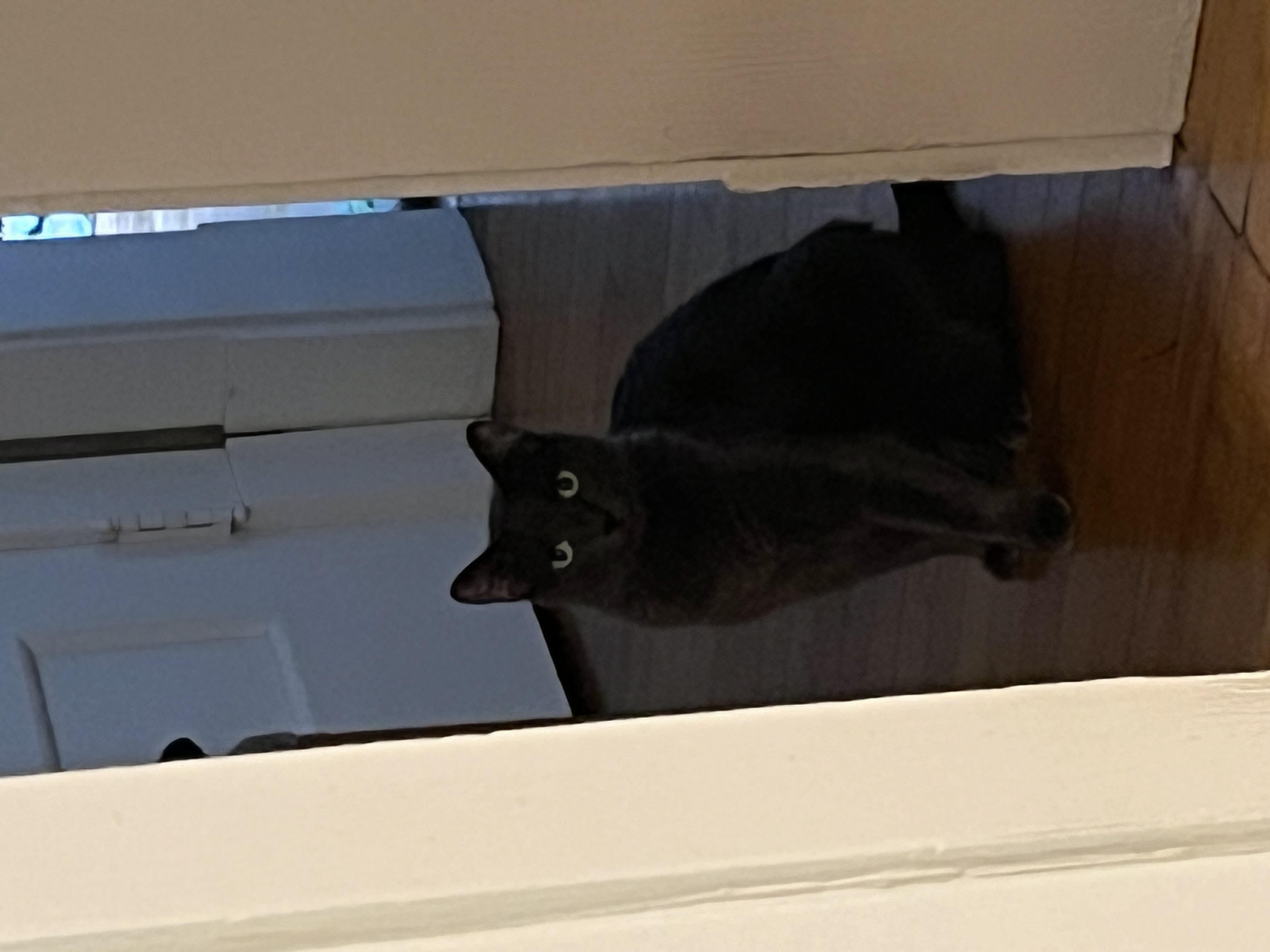 Sarah, a Adoptable mixed breed in St. Paul, MN image 3/4