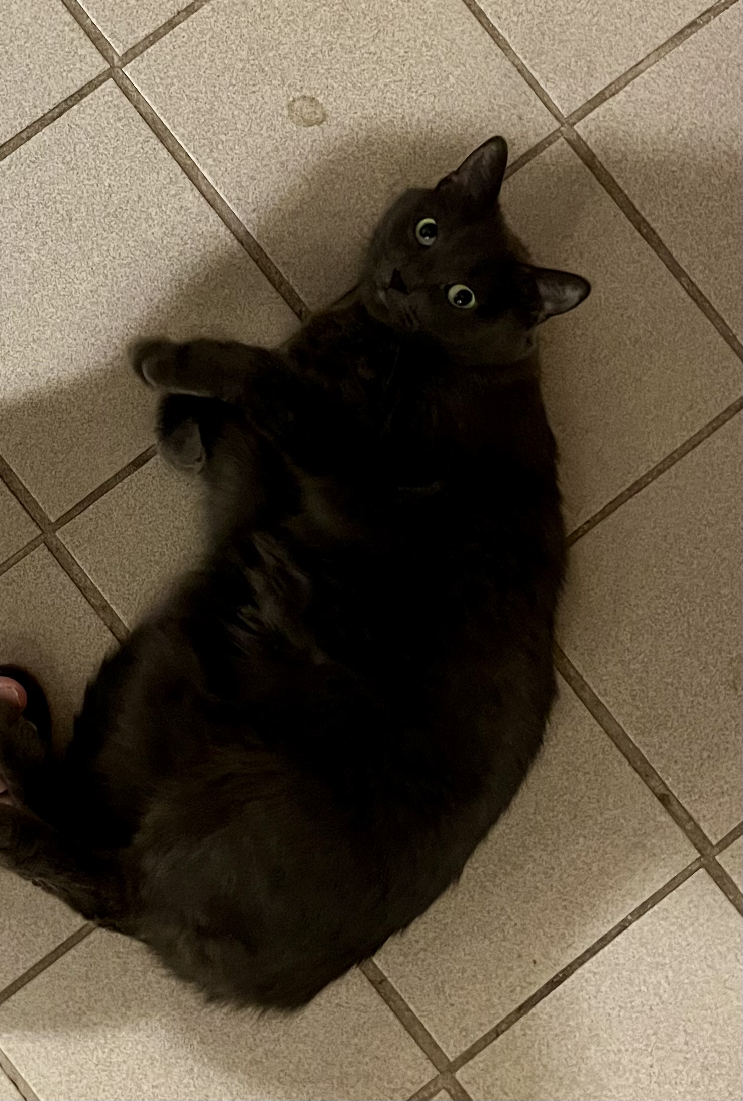 Sarah, a Adoptable mixed breed in St. Paul, MN image 4/4