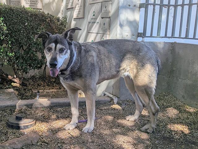 KAYLA, Adoptable, Senior Female German Shepherd Dog & Siberian Husky.