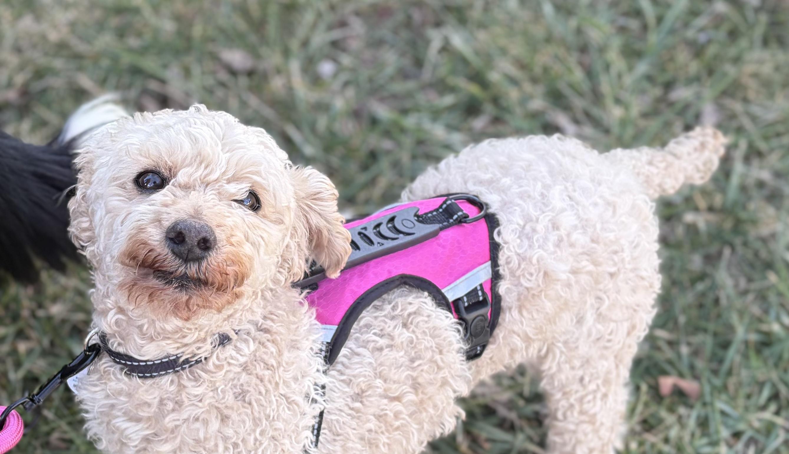 Enlarge Journey, an adopted Miniature Poodle in Clarksburg, MD image 3/5