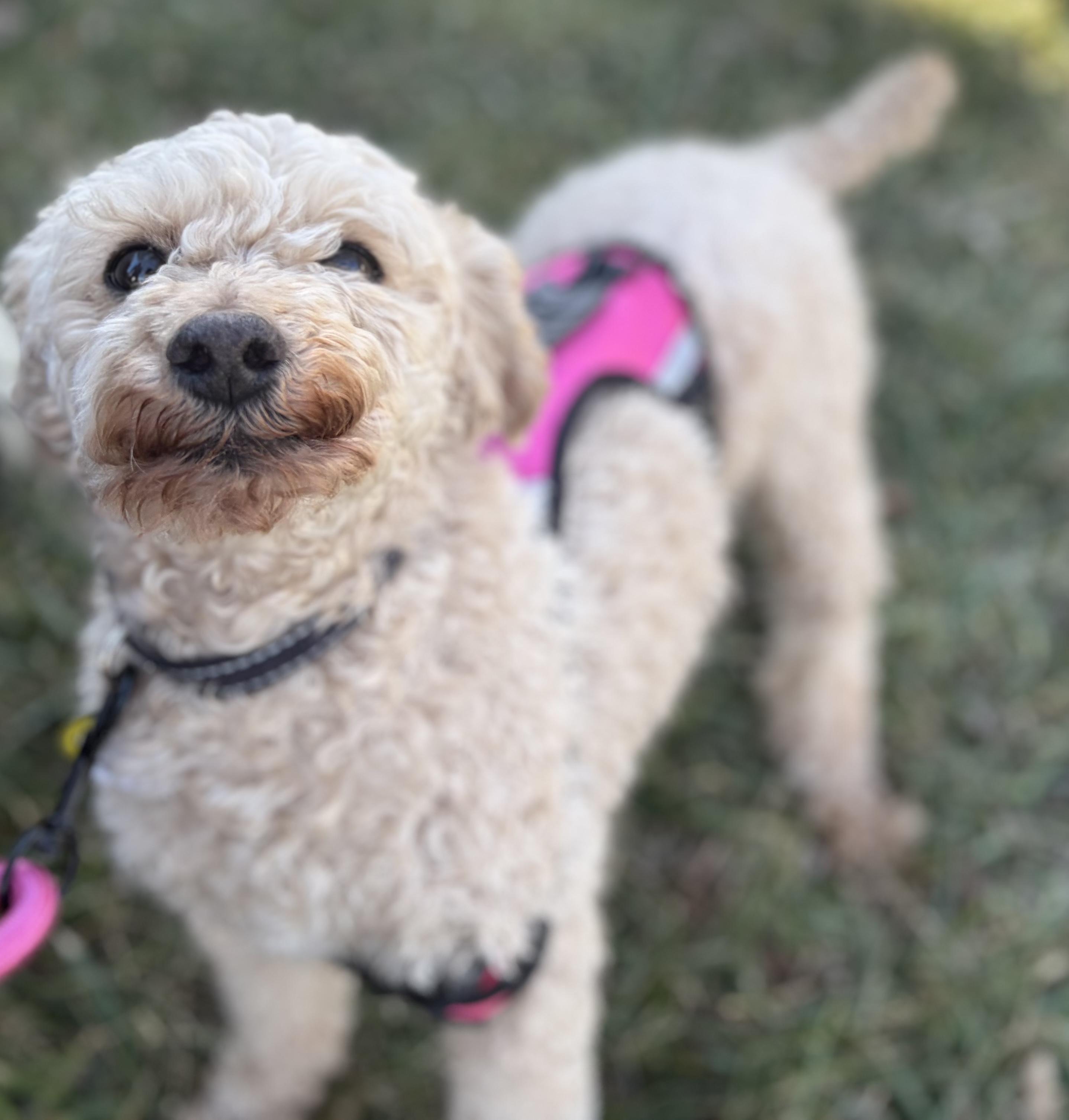 Enlarge Journey, an adopted Miniature Poodle in Clarksburg, MD image 1/5