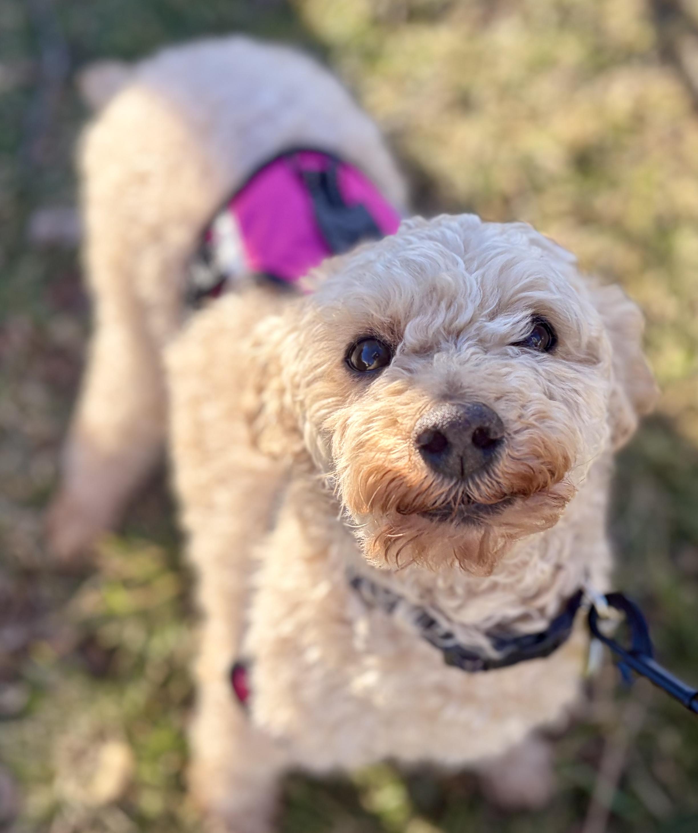 Enlarge Journey, an adopted Miniature Poodle in Clarksburg, MD image 5/5