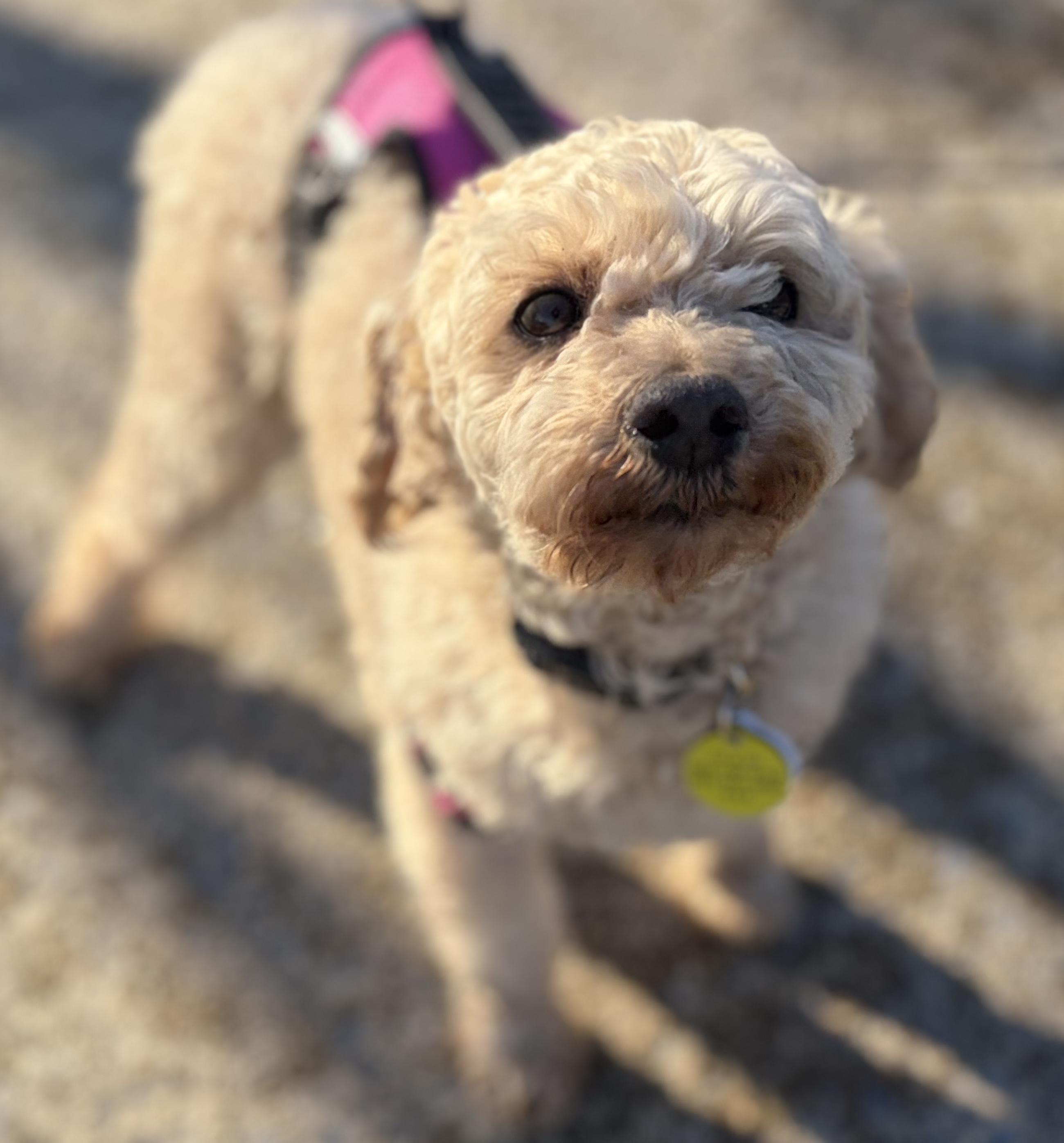 Enlarge Journey, an adopted Miniature Poodle in Clarksburg, MD image 4/5