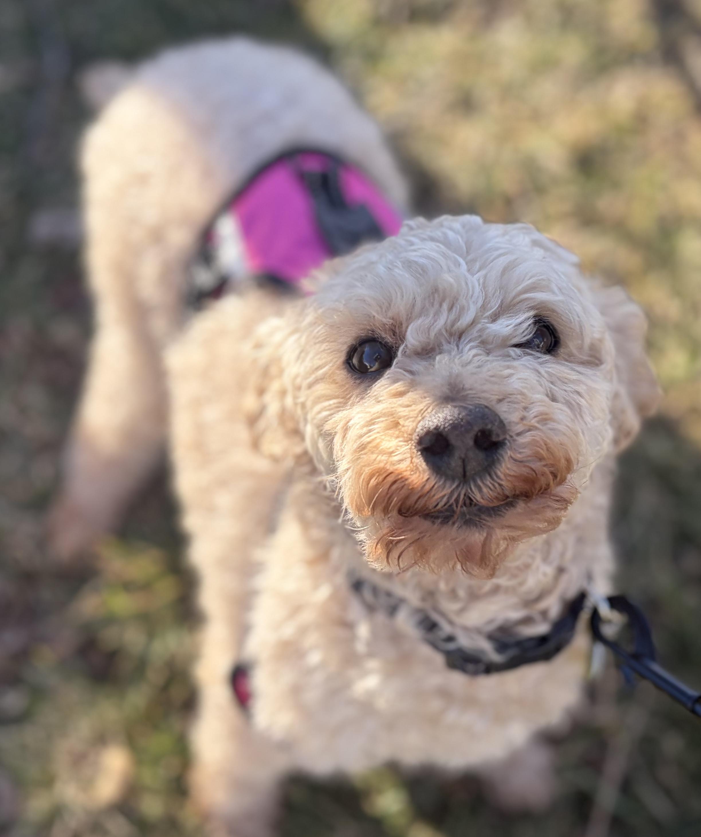 Enlarge Journey, an adopted Miniature Poodle in Clarksburg, MD image 2/5