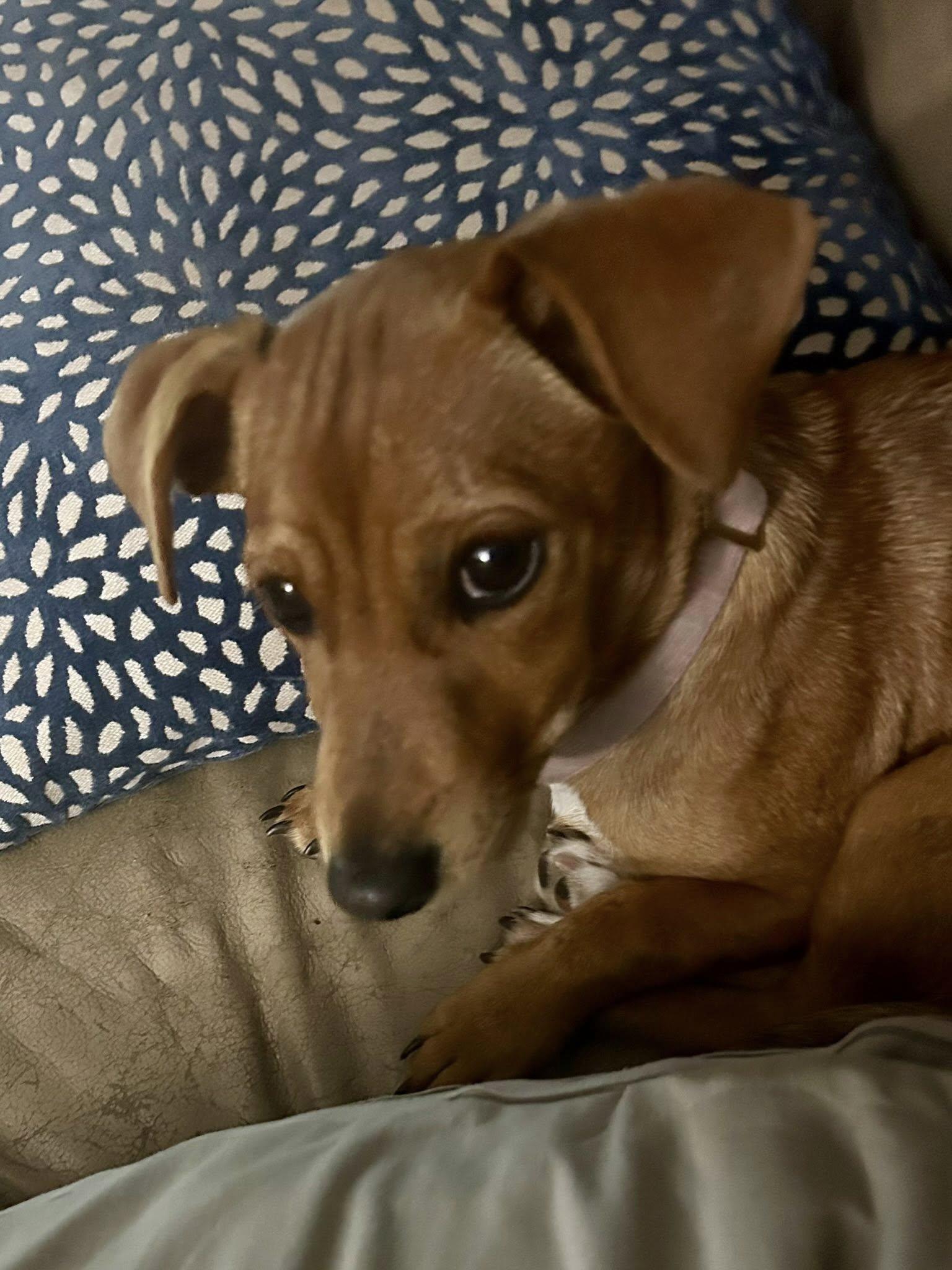 Britney, a Adoptable mixed breed in Lake View, NY image 2/2