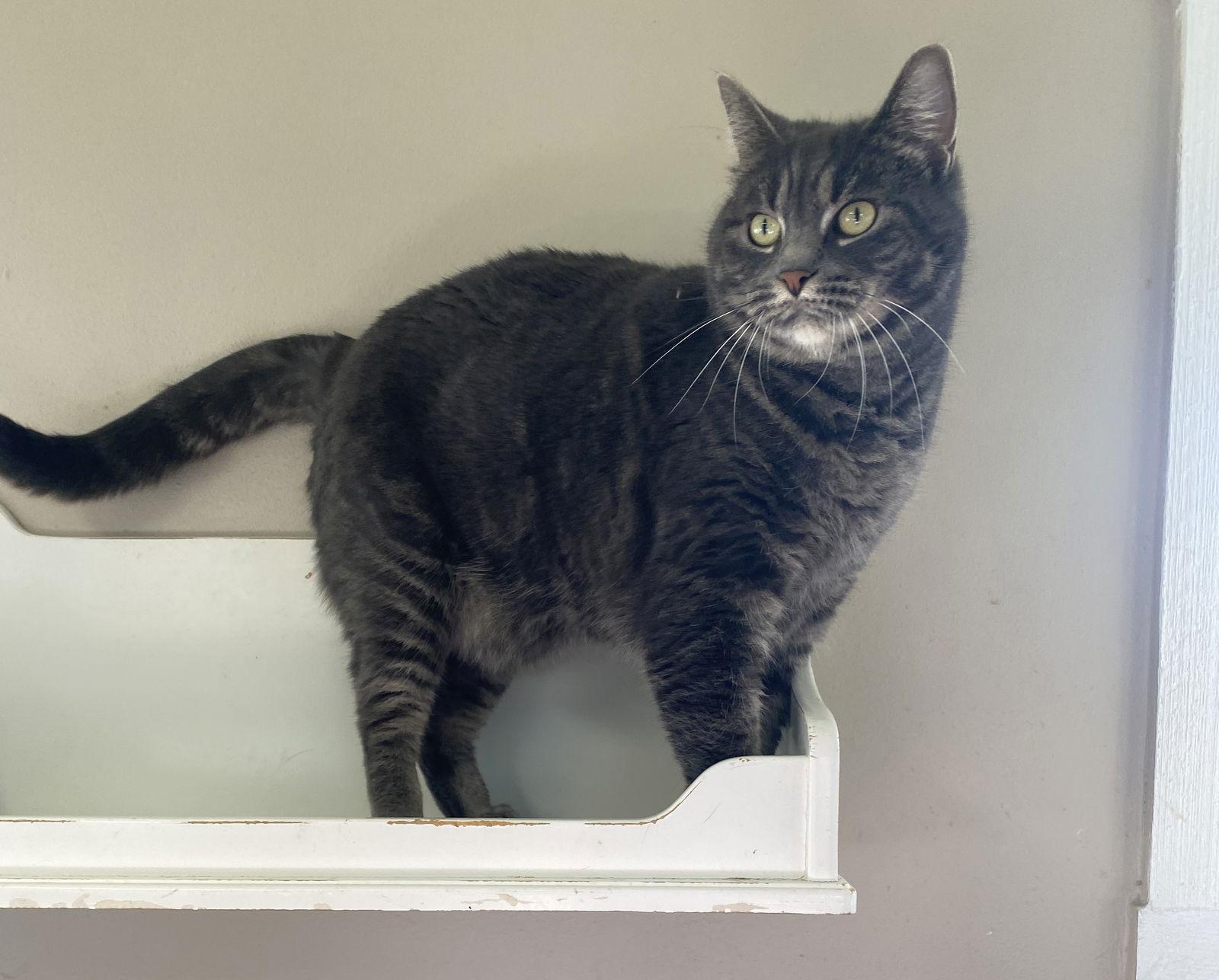 Enlarge Belle, a Adoptable Domestic Short Hair in Burlington, WA image 1/3
