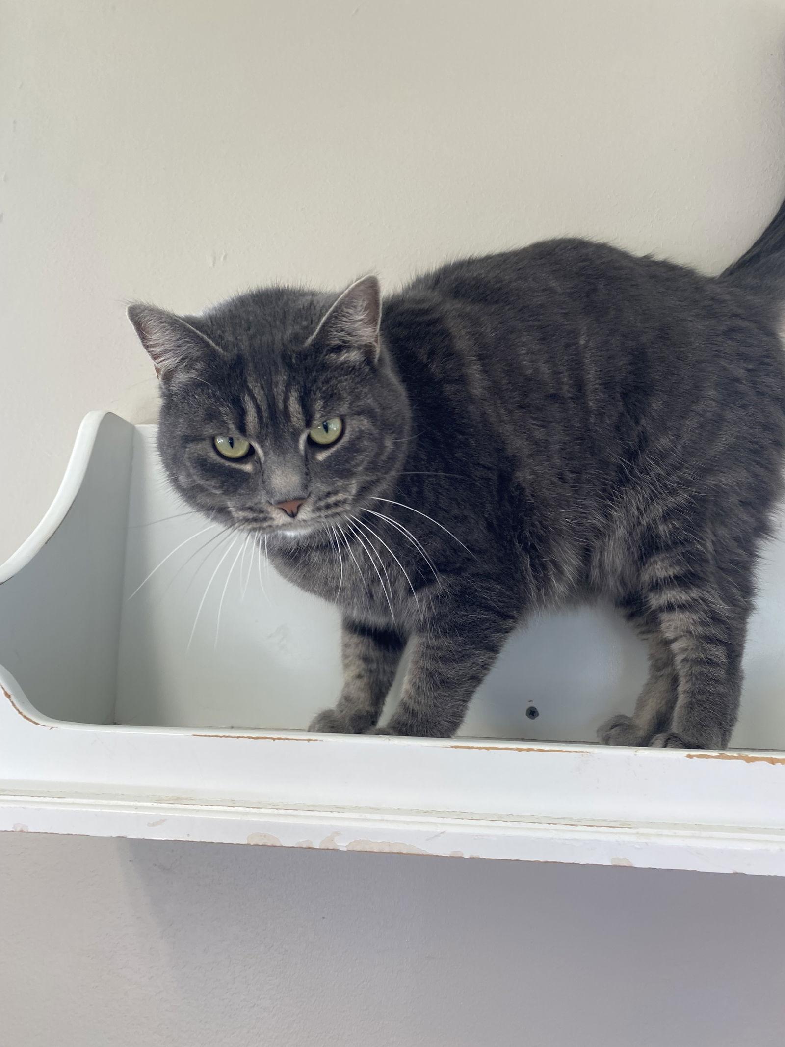 Enlarge Belle, a Adoptable Domestic Short Hair in Burlington, WA image 2/3