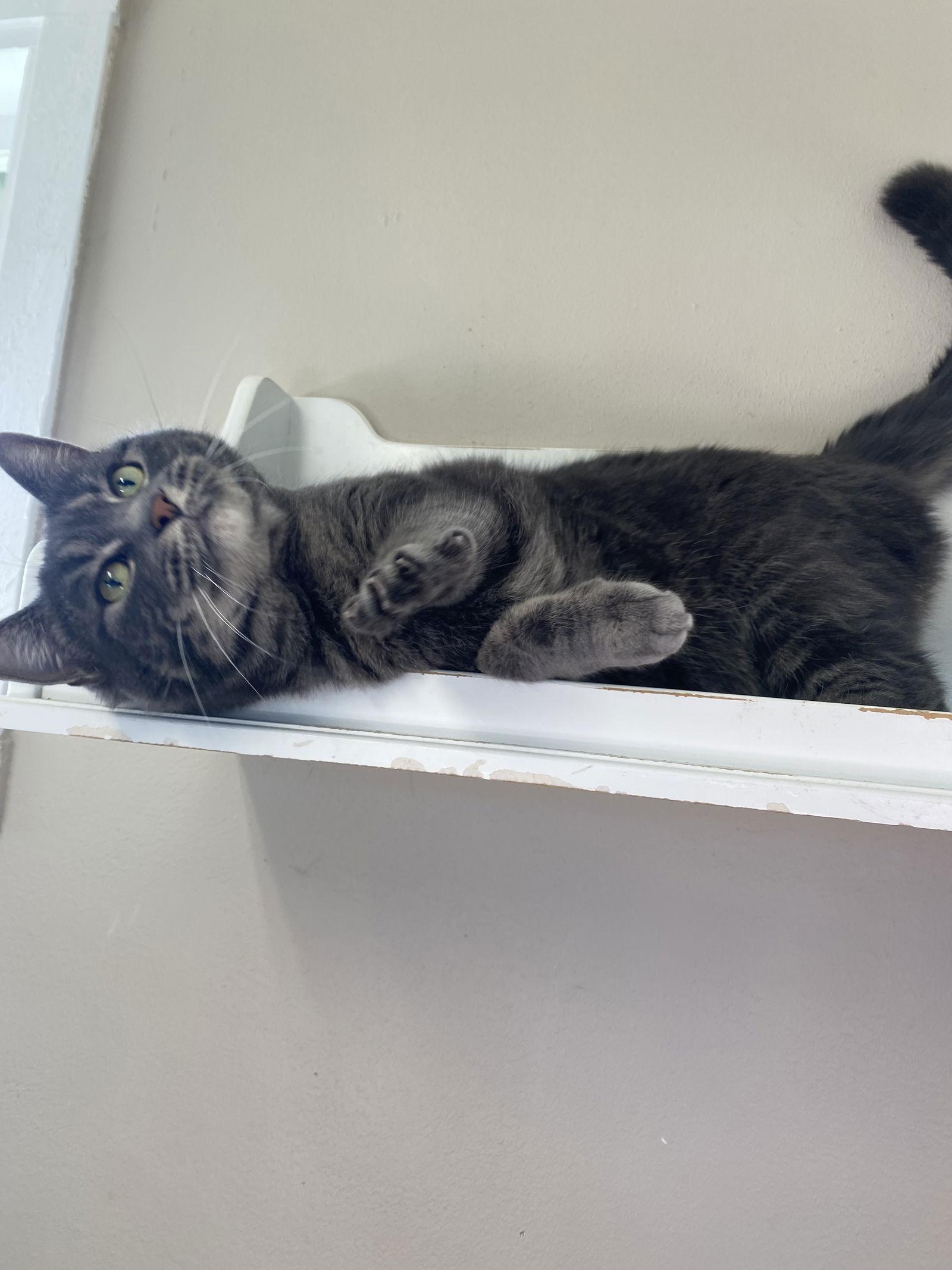 Enlarge Belle, a Adoptable Domestic Short Hair in Burlington, WA image 3/3