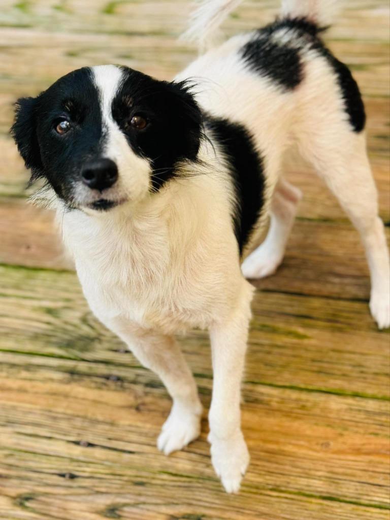 Dash, Adoptable, Adult Male Papillon & Border Collie.