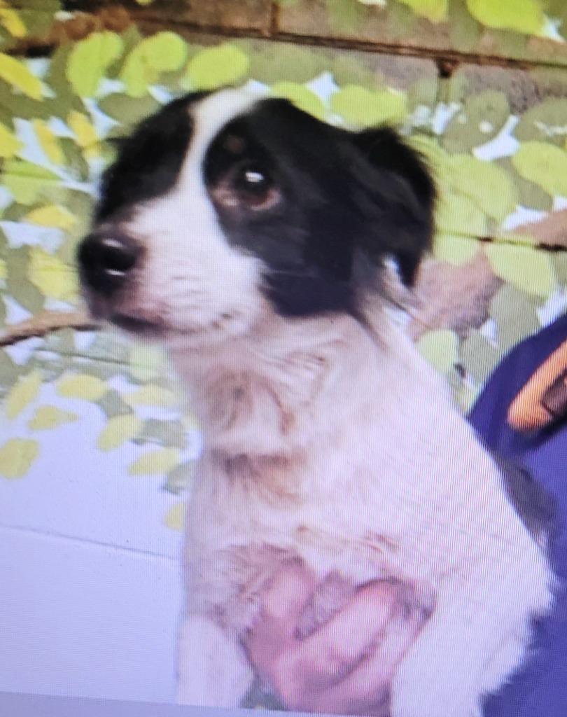 Enlarge Dash, a Adoptable mixed breed in St. Augustine, FL image 2/3