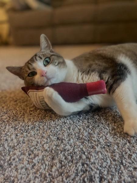 Maisey, an adopted Domestic Short Hair in Pocatello, ID image 2/3