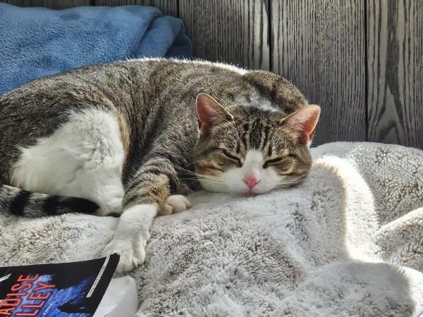 Maisey, an adopted Domestic Short Hair in Pocatello, ID image 3/3