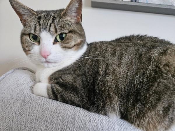 Maisey, adopted, Senior Female Domestic Short Hair.