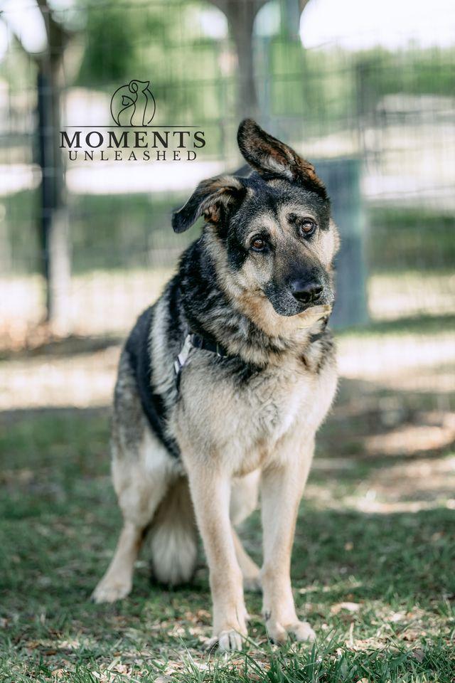 Enlarge Domino , a Adoptable German Shepherd Dog in Myakka City, FL image 1/4