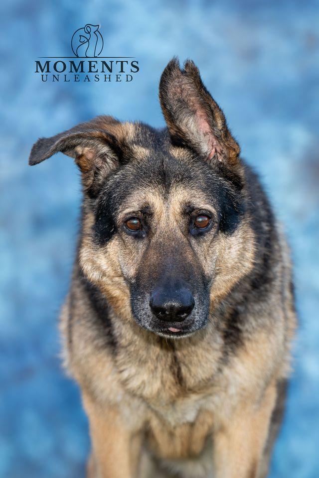 Enlarge Domino , a Adoptable German Shepherd Dog in Myakka City, FL image 2/4