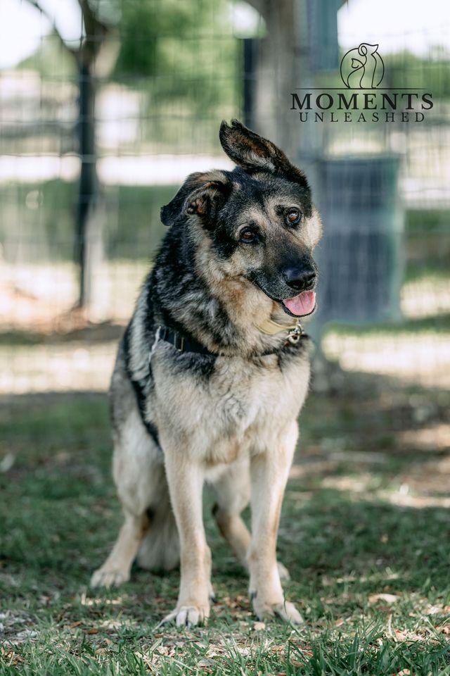 Enlarge Domino , a Adoptable German Shepherd Dog in Myakka City, FL image 4/4
